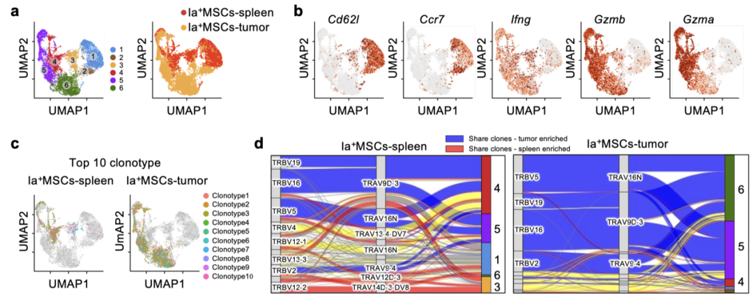 營(yíng)養(yǎng)與健康所發(fā)現(xiàn)具有強(qiáng)效持久腫瘤殺傷功能的T細(xì)胞新亞群(圖1)
