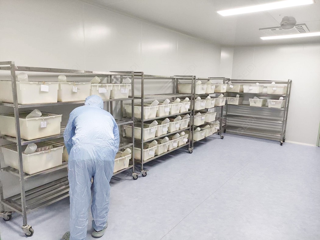 靶向精原細胞的工具鼠模型—Stra8-P2A-ZsGreen1-T2A-Cre小鼠